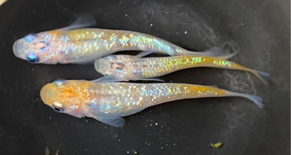 新品 嬉楽めだか 現物出品 激レア オーロラレインボーラメ 1ペア 死着保証分 雌1匹 メダカ めだか の落札情報詳細 ヤフオク落札価格情報 オークフリー スマートフォン版