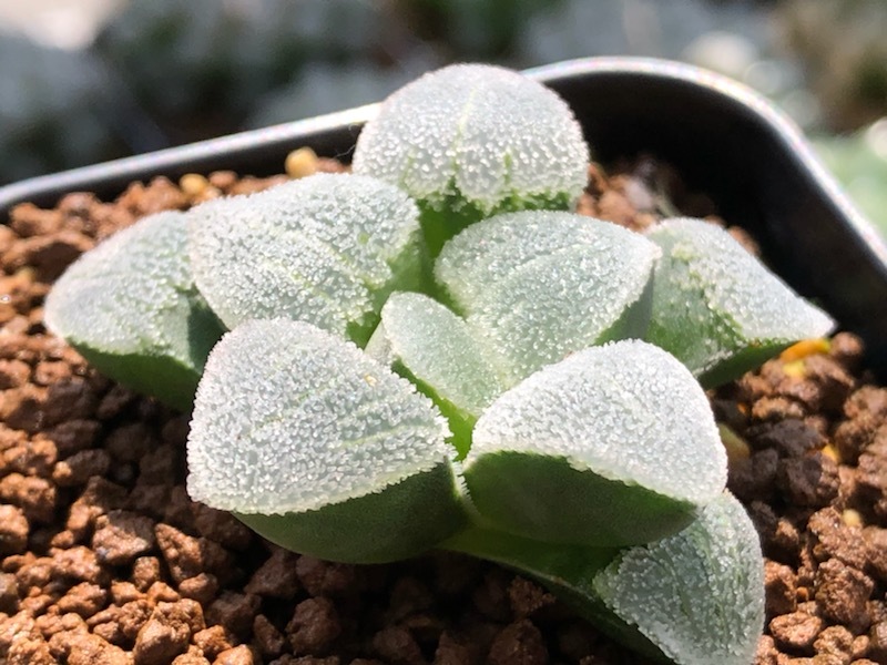 エイプ　白　エナ　４０ｃｍ　三段シート/エナメル ホワイト APE キャブ車 エイプ 白 エナ 40cm 三段シート/エナメル ホワイト APE キャブ車