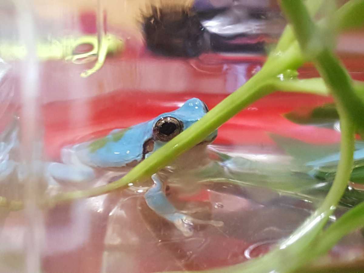 新品 高知県四万十川 天然アマガエル 水色 青色 ブルー あまがえる 号 の落札情報詳細 ヤフオク落札価格情報 オークフリー スマートフォン版 新品 高知県四万十川 天然アマガエル 水色 青色 ブルー あまがえる 号 の落札情報詳細 ヤフオク落札価格情報 オークフリー スマートフォン版