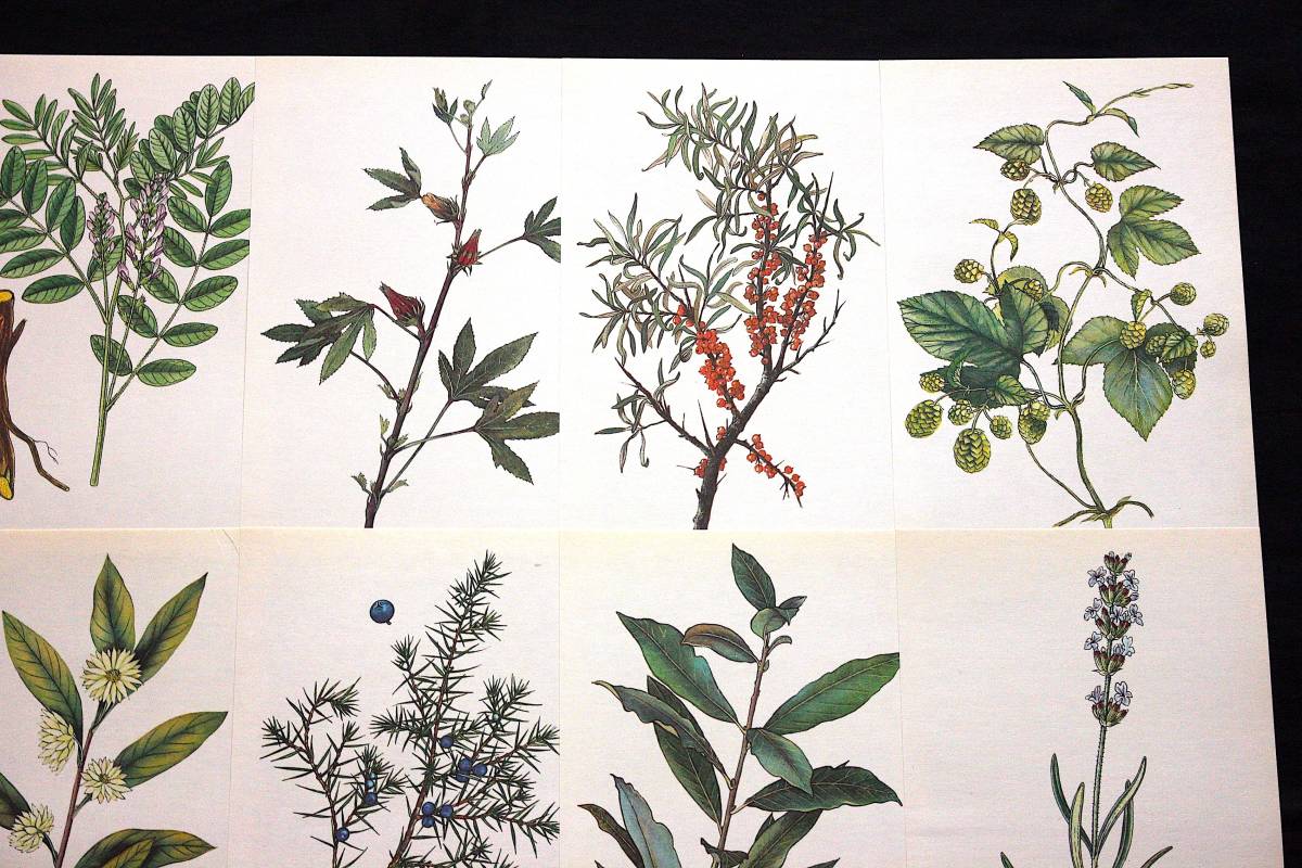ドイツの古いボタニカルアート15枚セット ヴィンテージ ヨーロッパ ドイツ雑貨 東欧 紙物 植物図鑑 植物画 花の絵 花 蚤の市 雰囲気 の落札情報詳細 ヤフオク落札価格情報 オークフリー スマートフォン版