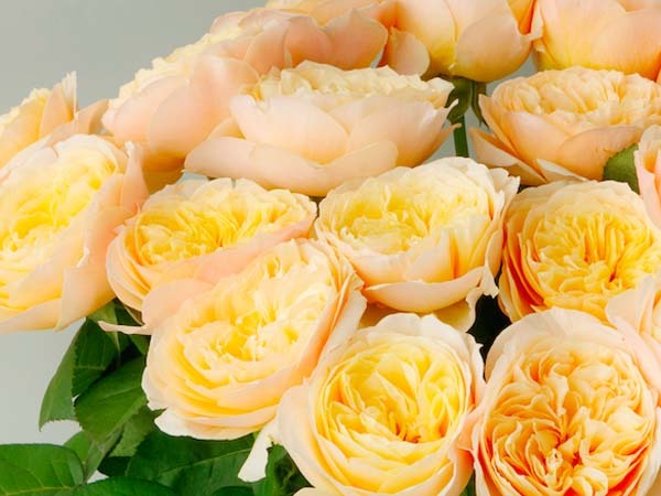 バラ苗 イングリッシュローズ 切花品種 DAローズ ベアトリス 接木新苗