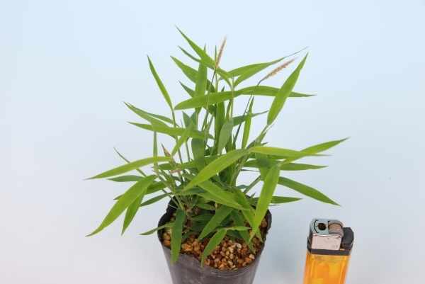 新品 ヒメチク 姫竹 山野草 盆栽添草 の落札情報詳細 ヤフオク落札価格情報 オークフリー スマートフォン版