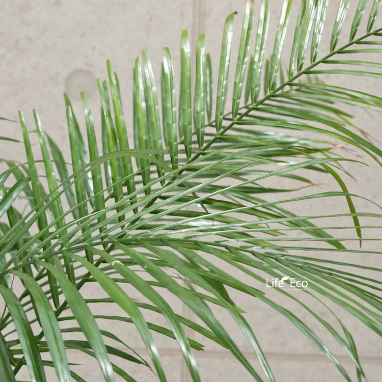 新品】観葉植物【数量限定】ブラジルヒメヤシ（ヒメココス