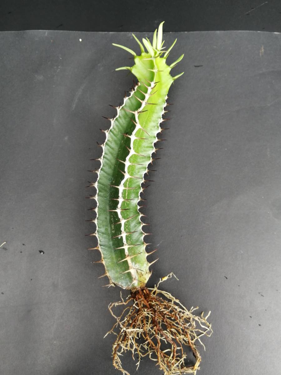 Euphorbia mlanjeana ユーフォルビア ムランジーナ ムランジェアーナ