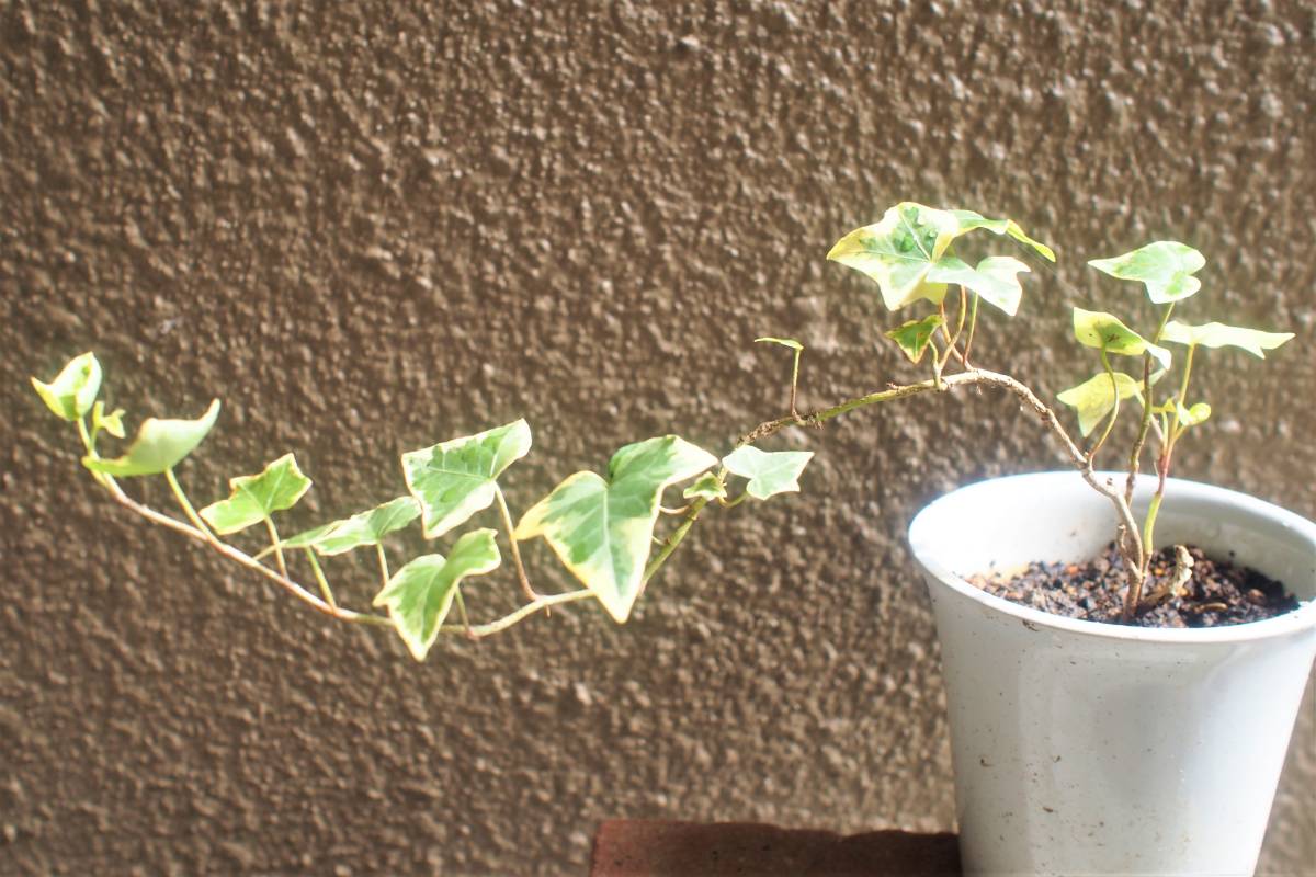 新品 アイビー ヘデラ レモン色斑入り 送料無料 観葉植物 里山garten の落札情報詳細 ヤフオク落札価格情報 オークフリー スマートフォン版 新品 アイビー ヘデラ レモン色斑入り 送料無料 観葉植物 里山garten の落札情報詳細 ヤフオク落札価格情報 オークフリー スマートフォン版