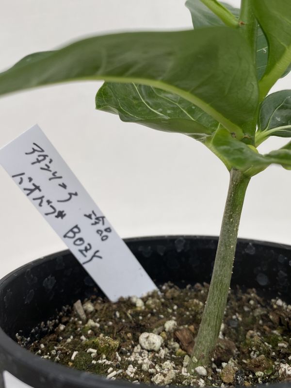 新品 キ133 塊根植物 実生 バオバブの木 ボジー 珍種 アダンソニア 種から発芽 発根株 Adansonia Bozy の落札情報詳細 ヤフオク落札価格情報 オークフリー スマートフォン版
