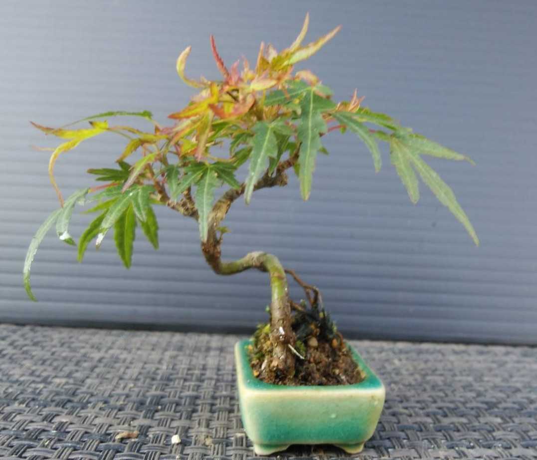 【大人気】織姫もみじ 織姫紅葉 織姫 オリヒメ 紅葉苗 モミジ苗5本 e-bonsai_4313