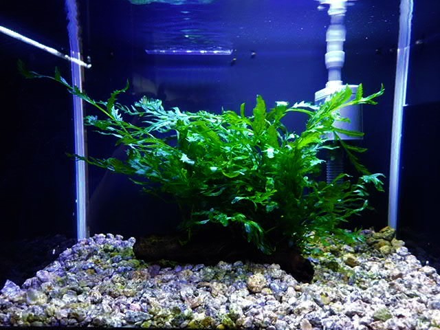 新品 Aqua Space ボルビティス ヒュディロッティ 流木活着 完全無農薬1 の落札情報詳細 ヤフオク落札価格情報 オークフリー スマートフォン版