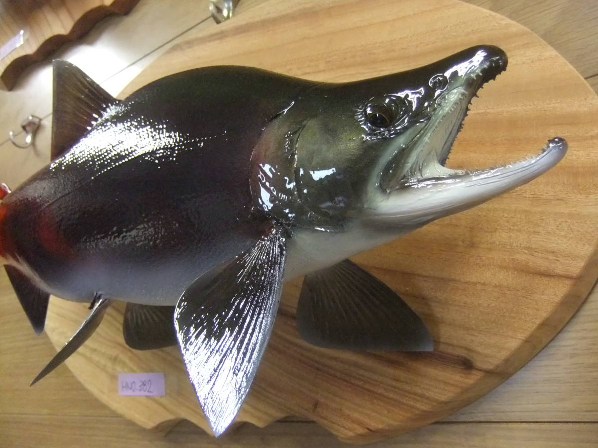 魚類剥製エフクラフト 幅広ワイルドスーパーレインボー53センチ - e 