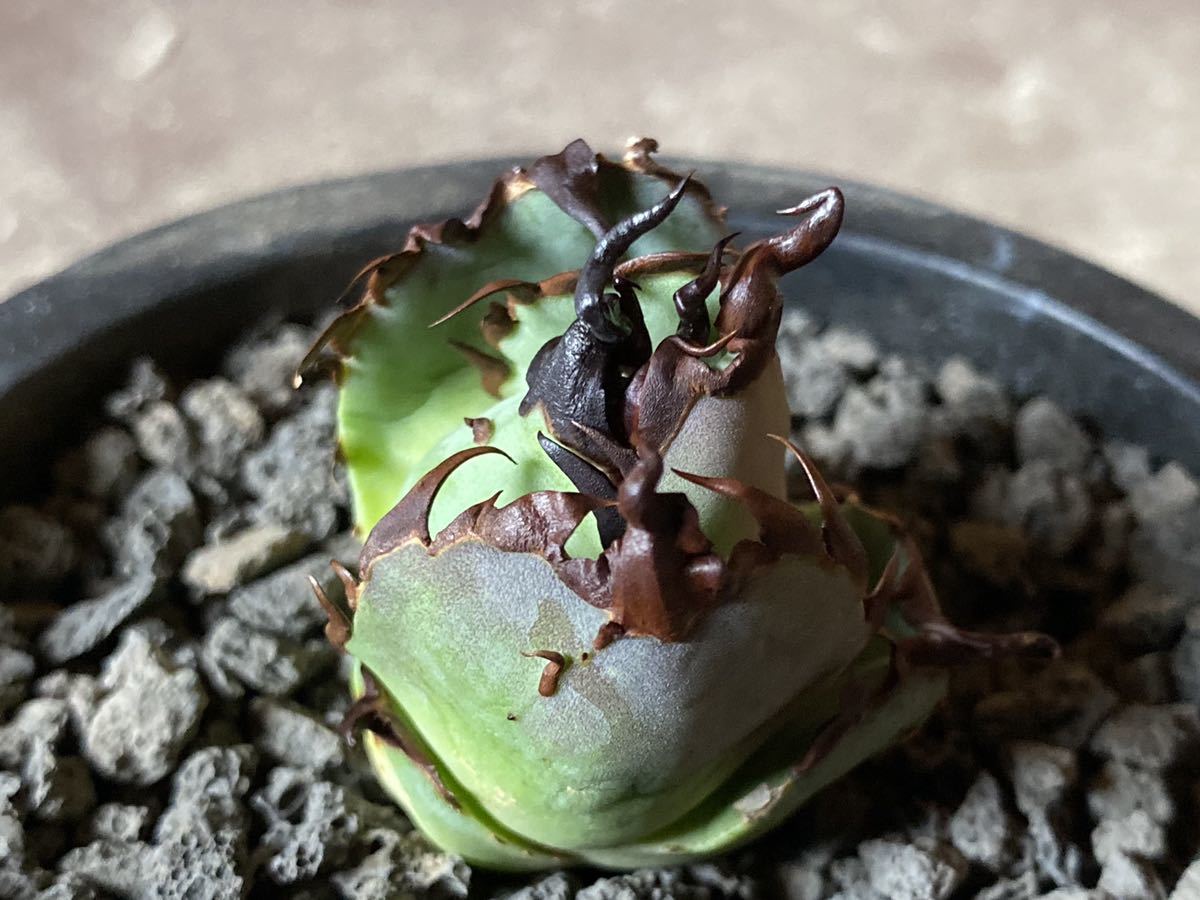 アガベ ハデス 特選 b4 agave titanota HADES ハーデス 特選 アガベ ハデス 特選 b4 agave titanota HADES ハーデス 特選