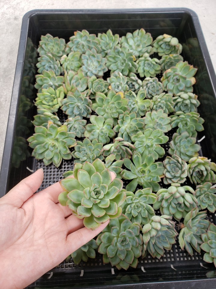 新品 韓国多肉植物 韓国苗 エケベリア Echeveria モラン カゴ全部 岡山在庫 08 11岡山発送 の落札情報詳細 ヤフオク落札価格情報 オークフリー スマートフォン版