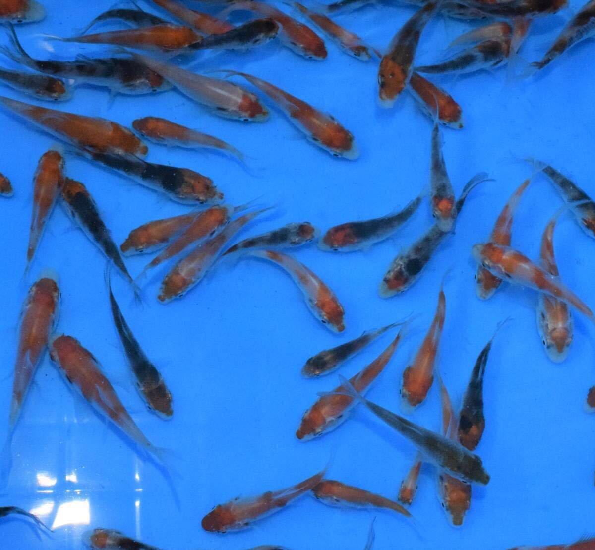 新品 数量限定 錦鯉 稚魚 100匹厳選 サイズ4 7cm 品種おまかせ 選別漏れから選んでみました の落札情報詳細 ヤフオク落札価格情報 オークフリー スマートフォン版