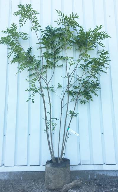 シマトネリコ 鉢植え(樹高180㎝) シマトネリコ H：1.0m 株立ち 大苗