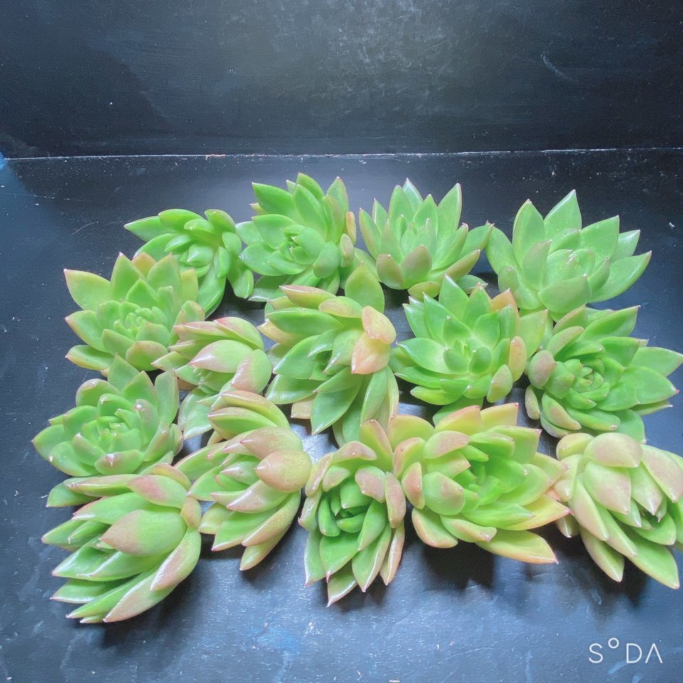 魅力的な 韓国多肉植物 韓国苗 エケベリア Echeveria 126 24 サンア 象牙 25個 岡山在庫 12 13岡山発送 正規販売店 Sixdigital Com Br