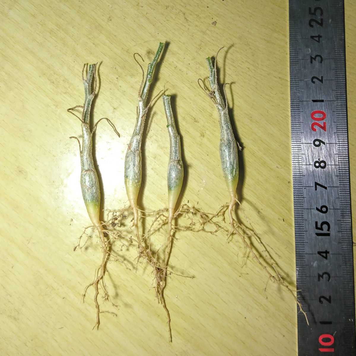 珍品 実生 株 4株 Corallocarpus Triangularis コラロカルプス トリアングラリス 多肉植物 塊根 ウリ科 バイネシー の落札情報詳細 ヤフオク落札価格情報 オークフリー スマートフォン版