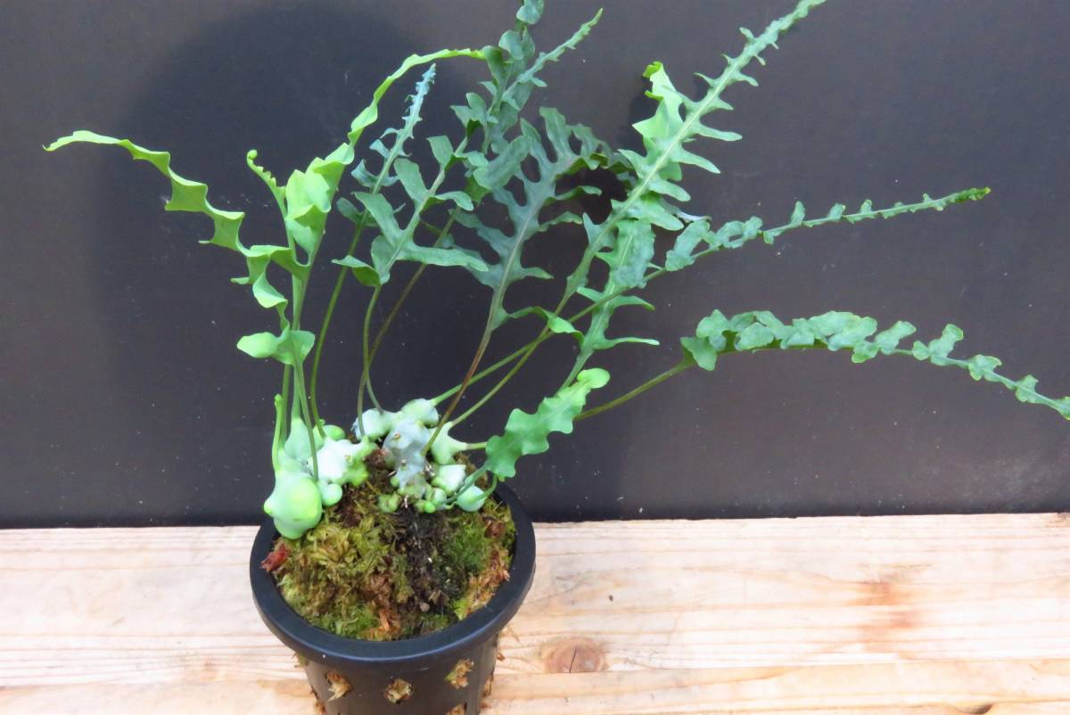 新品】レカノプテリス デパリオイデス（Lecanopteris deparioides）の
