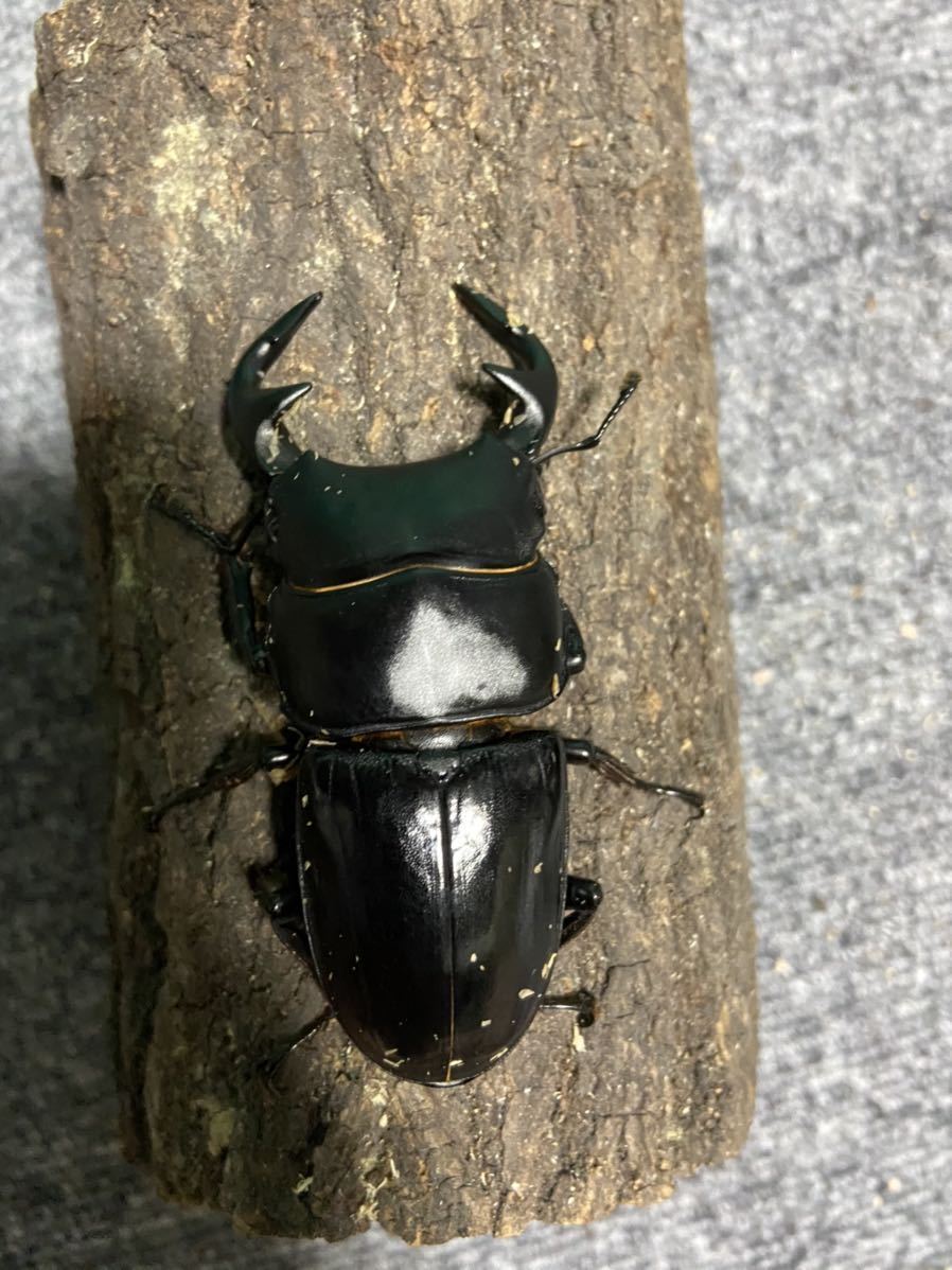 超貴重 野外採集品 オオクワガタペア ♂60.0㎜ 宮城県産地 昆虫標本