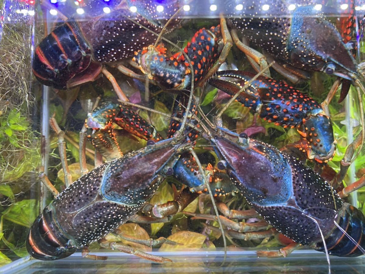 アメリカザリガニ レッドキング タイゴーストf2 2ペア の落札情報詳細 ヤフオク落札価格情報 オークフリー スマートフォン版