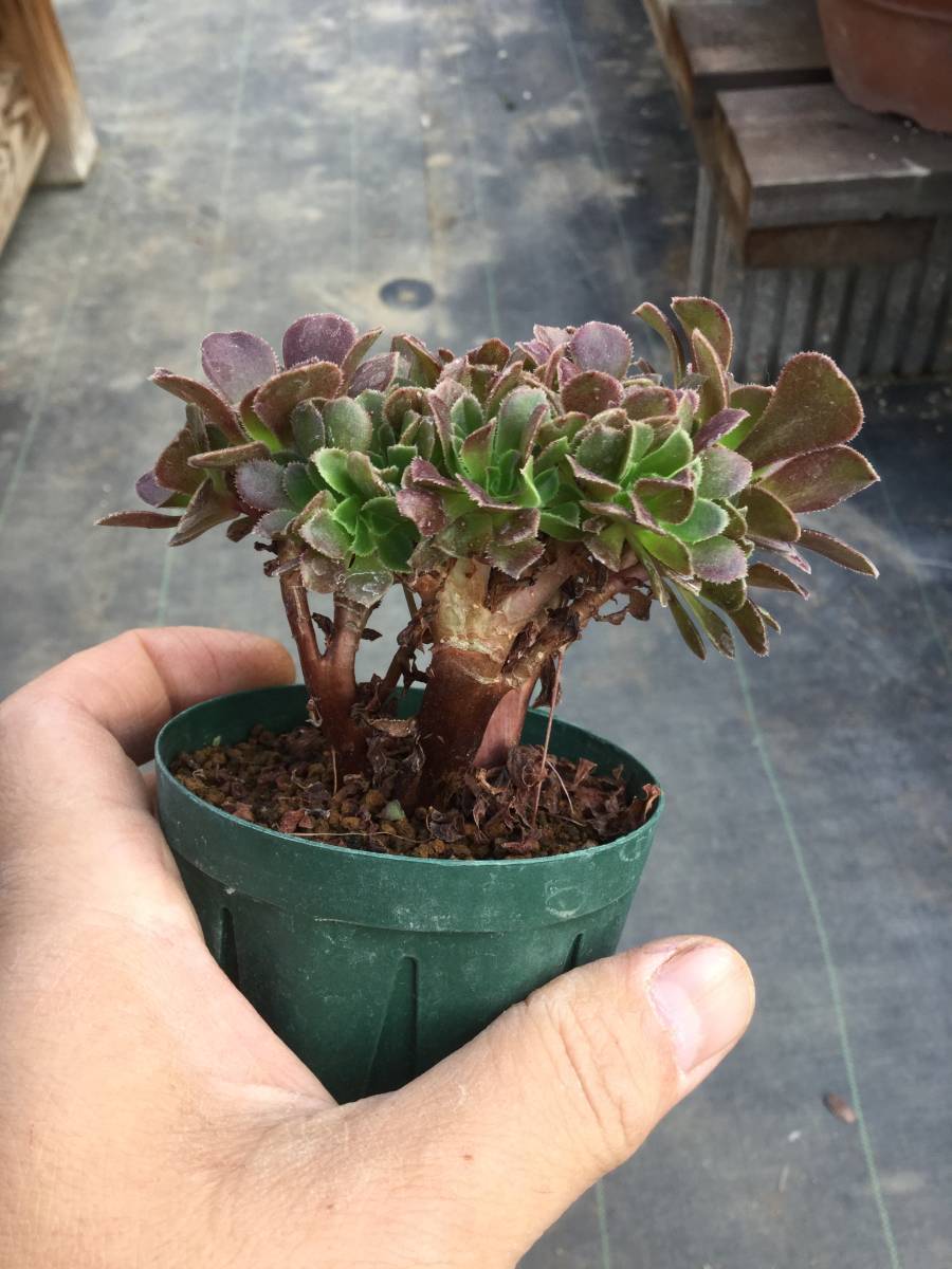 アエオニウム モランディ親株 アエオニウム モランディ親株 - メルカリ