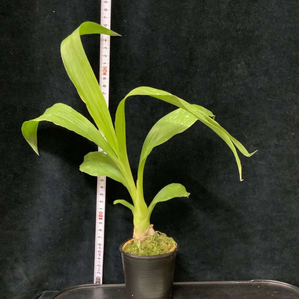 新品 洋蘭 たけのこラン Monn Millennium Magic Witchcraft Fcc Aos 黒い花 これほど の落札情報詳細 ヤフオク落札価格情報 オークフリー スマートフォン版