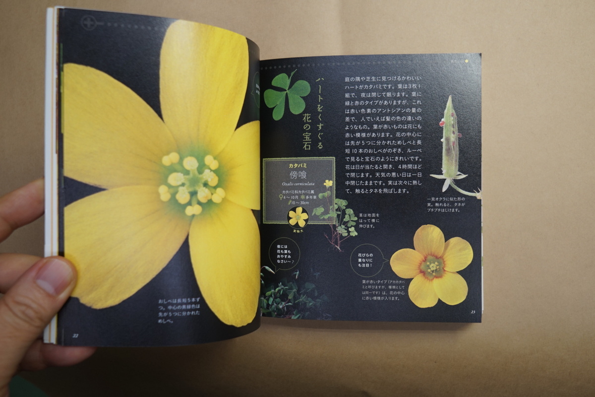 美しき小さな雑草の花図鑑 大作晃一写真 多田多恵子文 山と渓谷社 初版 の落札情報詳細 ヤフオク落札価格情報 オークフリー スマートフォン版