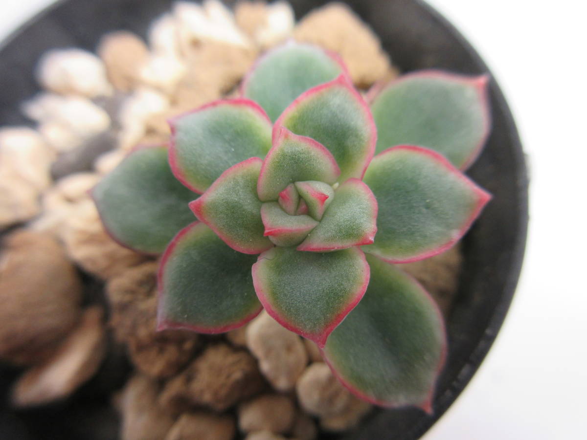 766 多肉植物 エケベリア カリビアンクルーズ の落札情報詳細 ヤフオク落札価格情報 オークフリー スマートフォン版