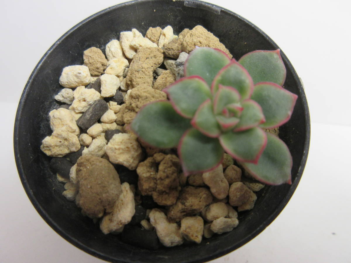 766 多肉植物 エケベリア カリビアンクルーズ の落札情報詳細 ヤフオク落札価格情報 オークフリー スマートフォン版