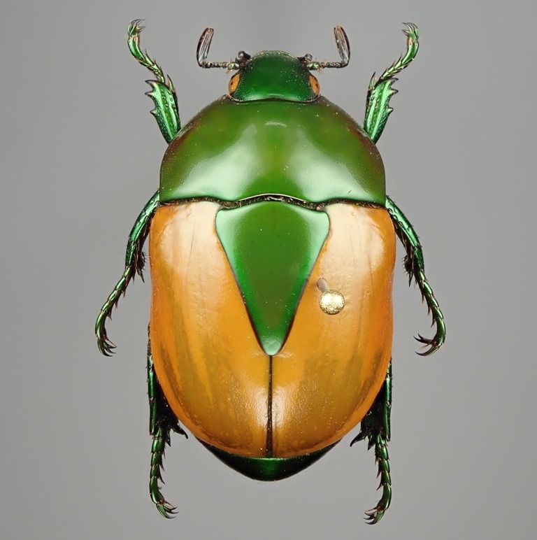 ブラジル産 フェスティバカメノコブイブイ Macraspis festiva 21mm