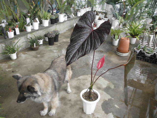 新品】KN 1円！ アンスリューム チャンベルラニアナム（ANTHURIUM