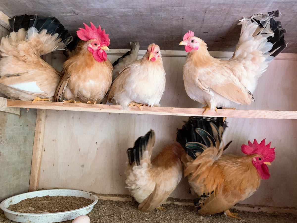 鶉尾チャボ(白)有精卵4個