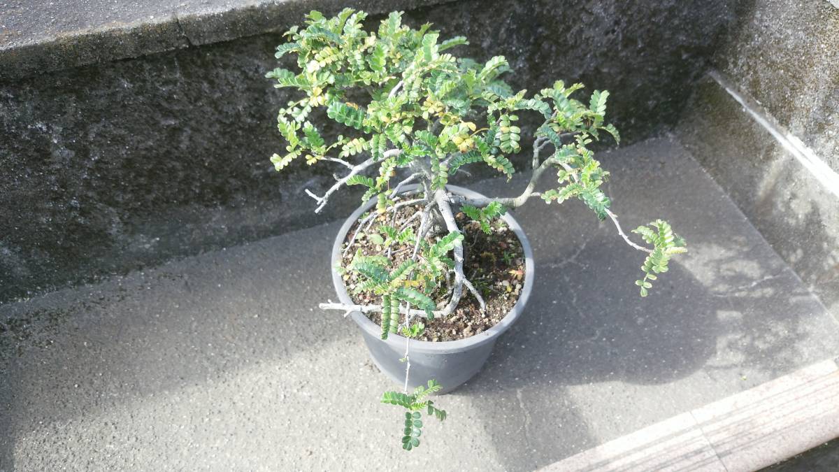 とても貴重です 天梅（テンバイ） 磯山椒（イソザンショウ） 小品盆栽