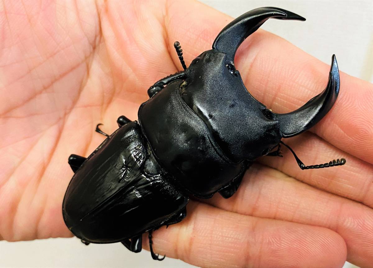 平成8年型 ホペイオオクワガタ飼育品78㍉