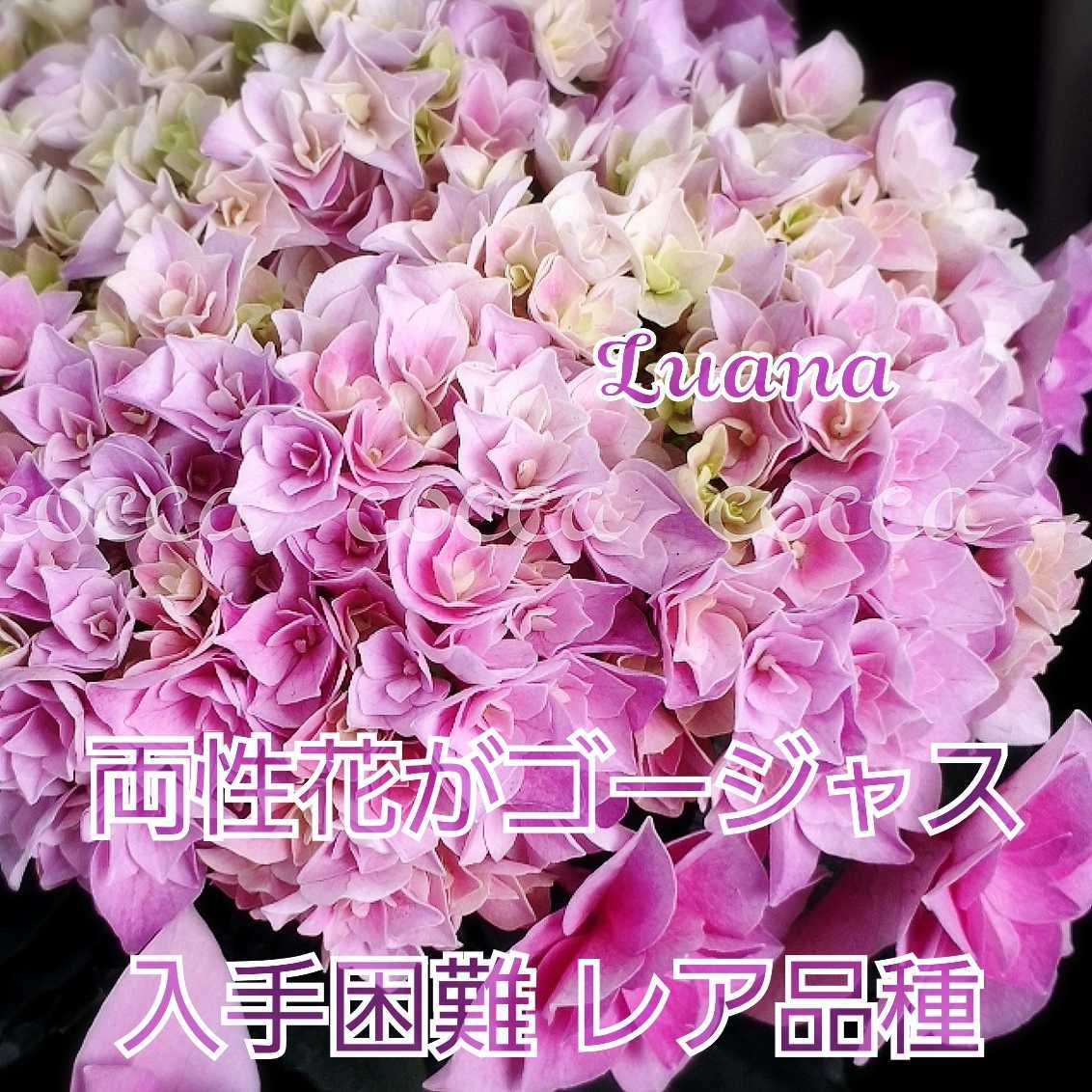 ぶんぶく茶釜　激レア紫陽花「くるくる」挿し穂3本＋おまけ アジサイカット苗 小手鞠 紫陽花 3本葉挿し｜Yahoo!フリマ（旧PayPayフリマ）