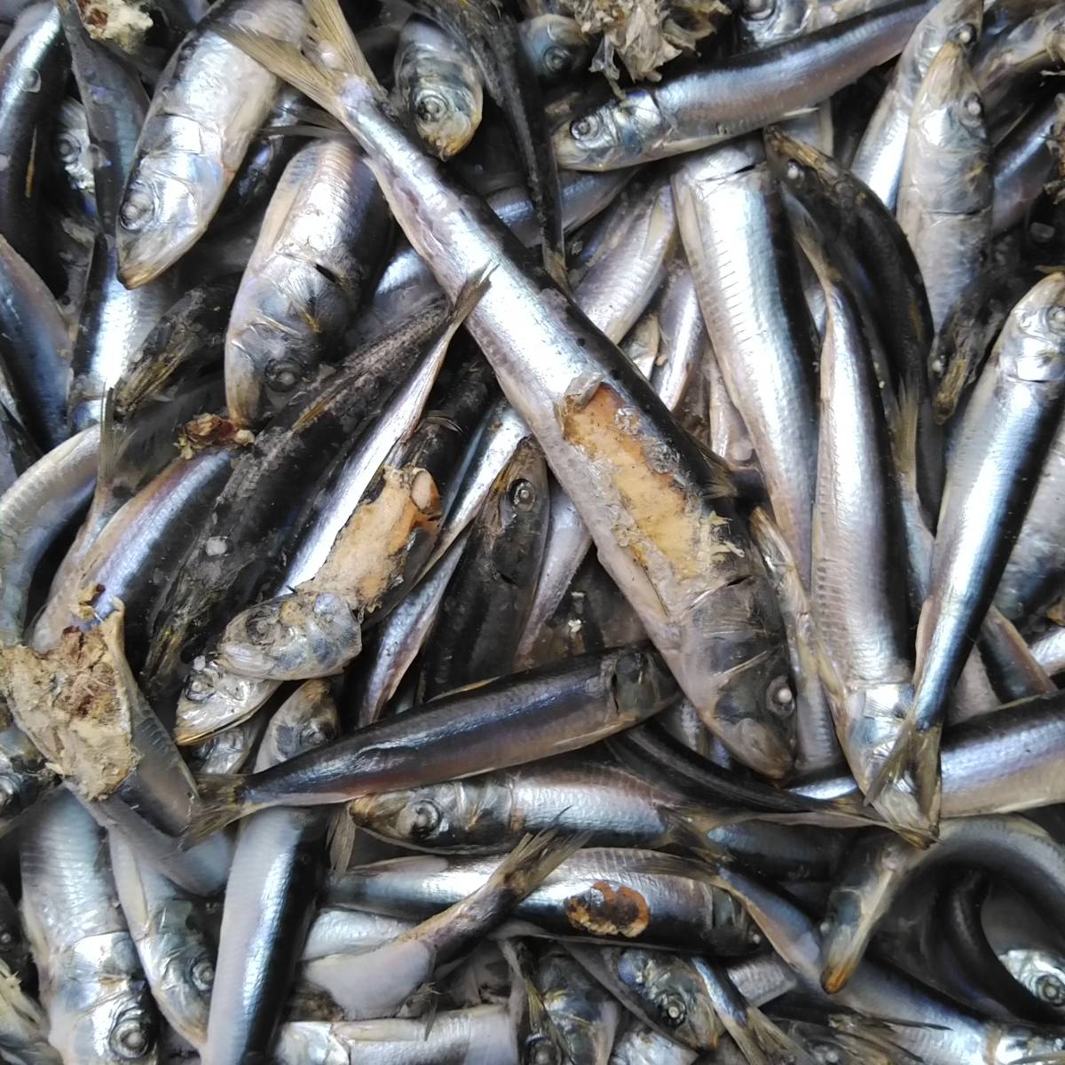 新品 冷凍 釣り餌 イワシ １５kg 釣餌 鰯 カニカゴエサ ヒラメ狙い 撒き餌に 一枚15ｋｇ 他にも小分け出品中 佐川配送のみ 配送地域限定あり の落札情報詳細 ヤフオク落札価格情報 オークフリー スマートフォン版