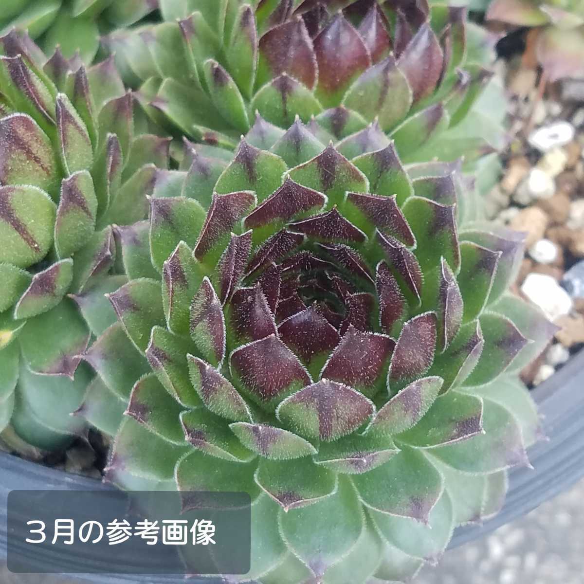 ラインハルト センペルビウム 多肉植物 カット苗 の落札情報詳細 ヤフオク落札価格情報 オークフリー スマートフォン版