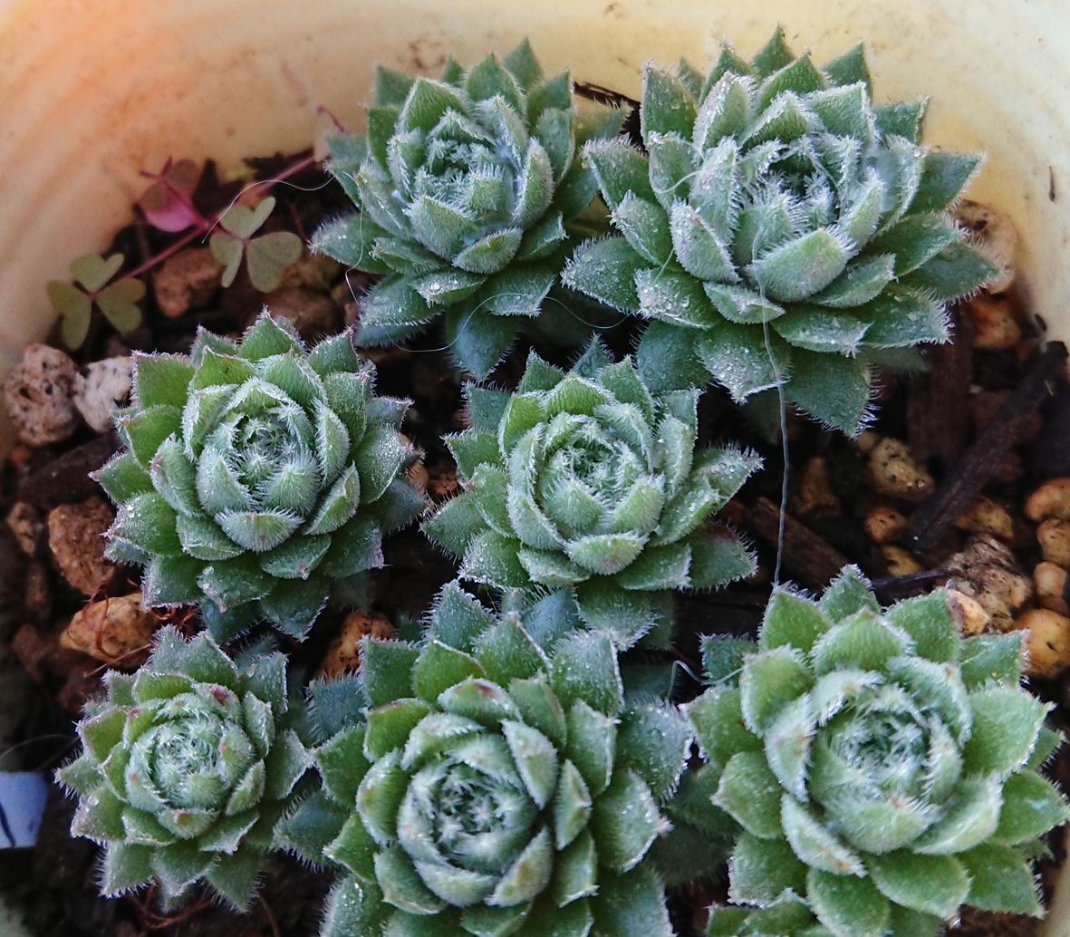 センペルビウム Alison ひとつ 多肉植物 寄せ植え サボテン センペル センペルビブム の落札情報詳細 ヤフオク落札価格情報 オークフリー スマートフォン版