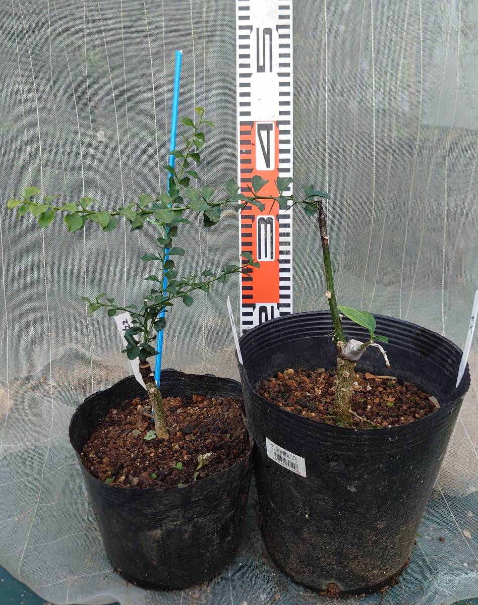 新品 フィンガーライム 希少ダーラムエメラルド 果実確認済み メキシカンライム カクテルツリー 2点セット の落札情報詳細 ヤフオク落札価格情報 オークフリー スマートフォン版