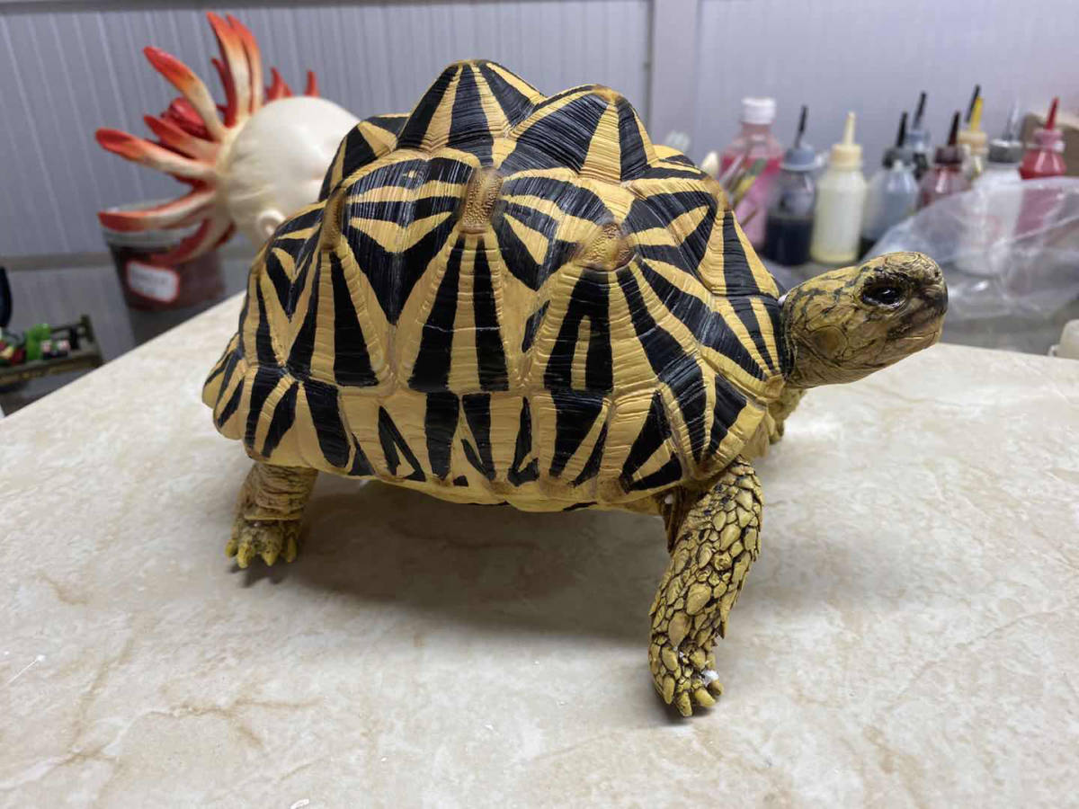 アクアプラント　守亜　玄武　ホシガメ　ハコガメ アクアプラント守亜玄武ホシガメハコガメ