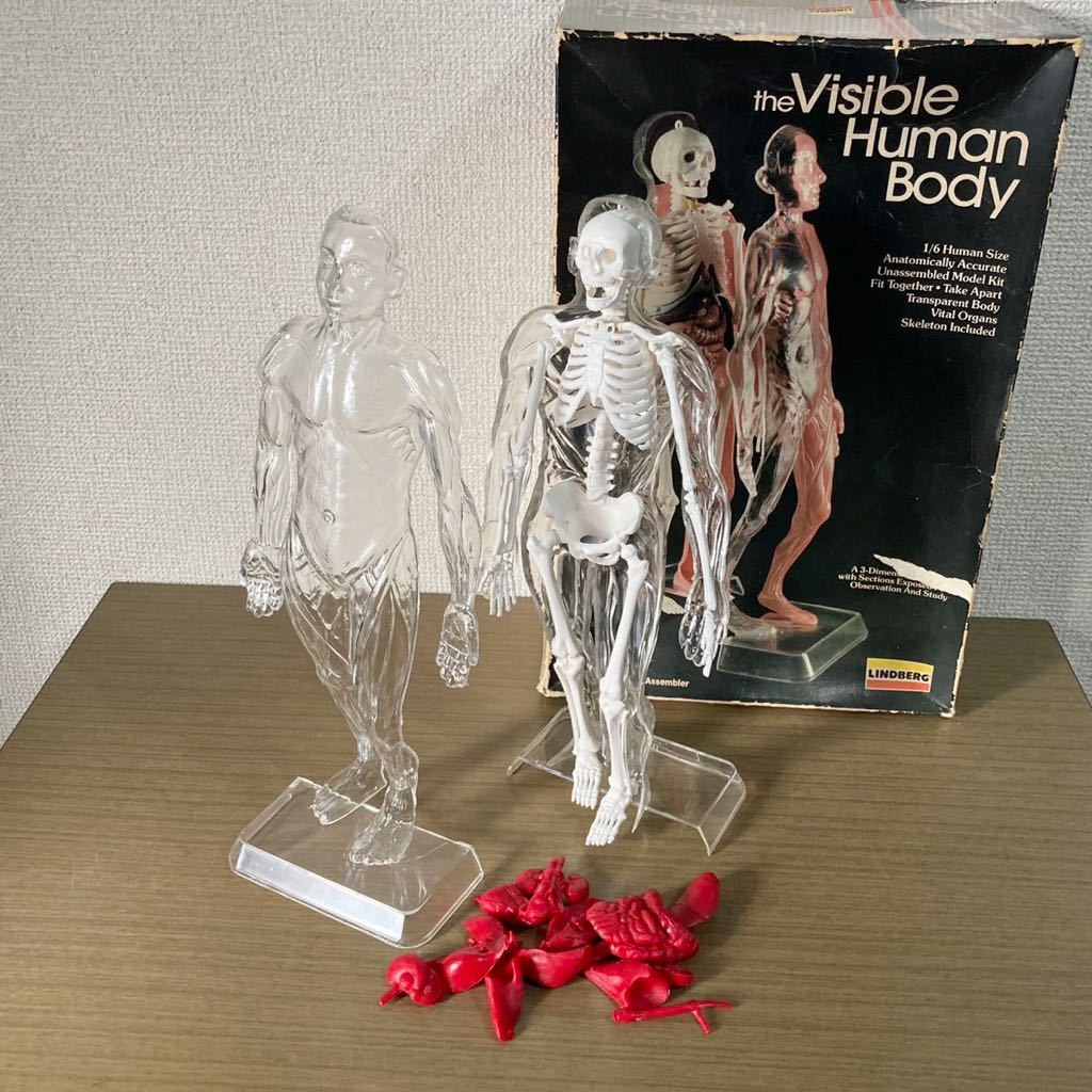 1/6 スケール 人体模型 フィギュア スケルトン LINDBERG Visible Human