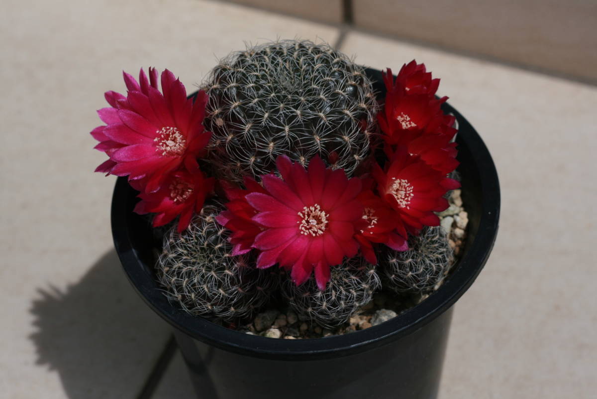 スルコレブチアsp カキコ1個♪ スルコレブチアsp カキコ1個♪ 【公式通販】