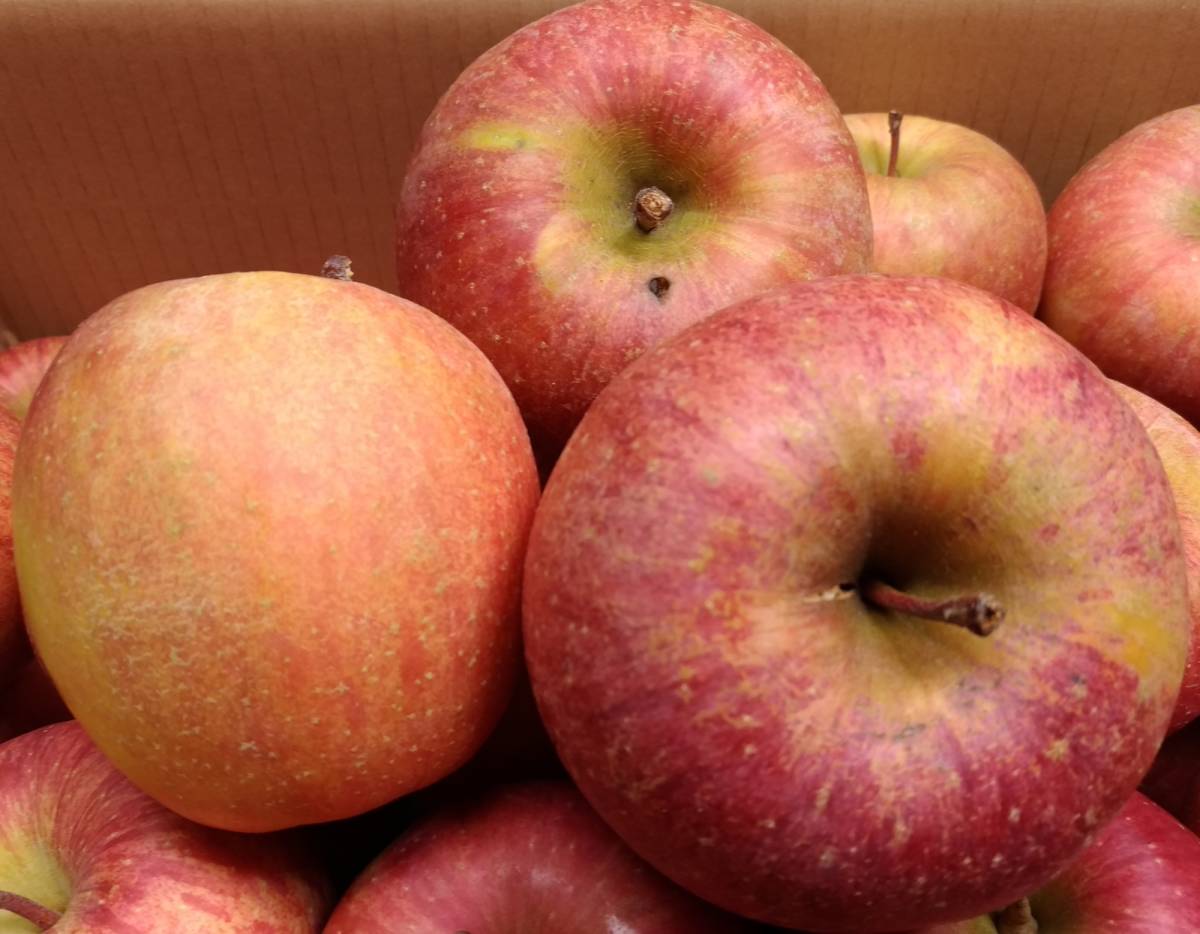 新品 りんご 葉とらずサンふじ 12kg傷 糖度15度以上 訳あり 送料無料 農家直送 除草剤不使用 青森県産 の落札情報詳細 ヤフオク落札価格情報 オークフリー スマートフォン版