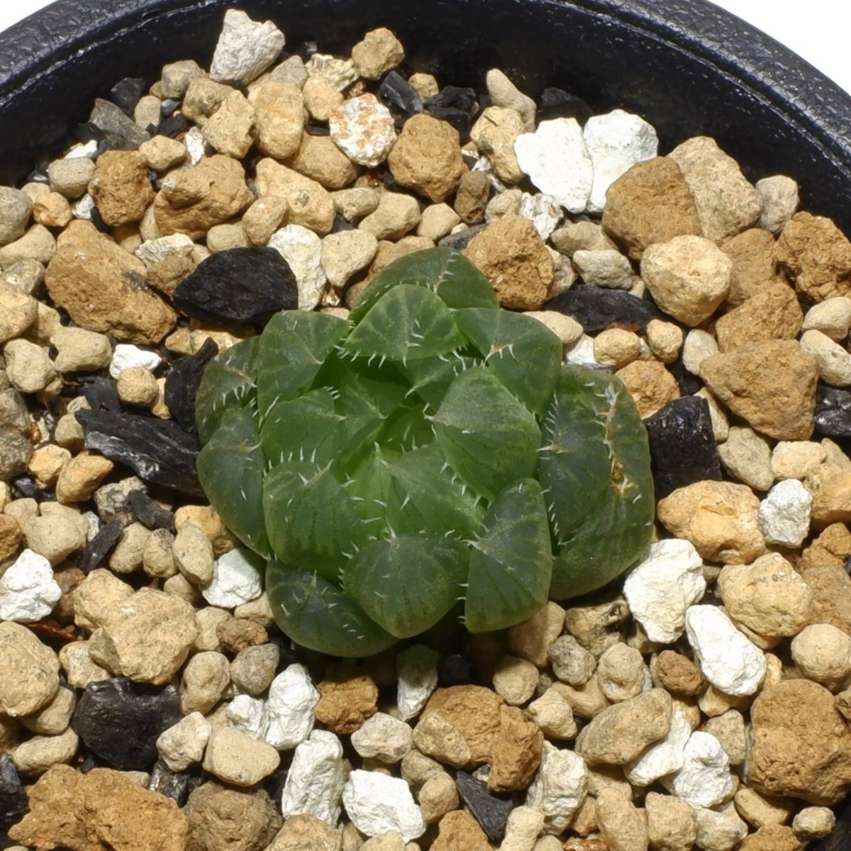 ハオルチア ブラメンシス IB7189 原種 Haworthia bramensis n.n.