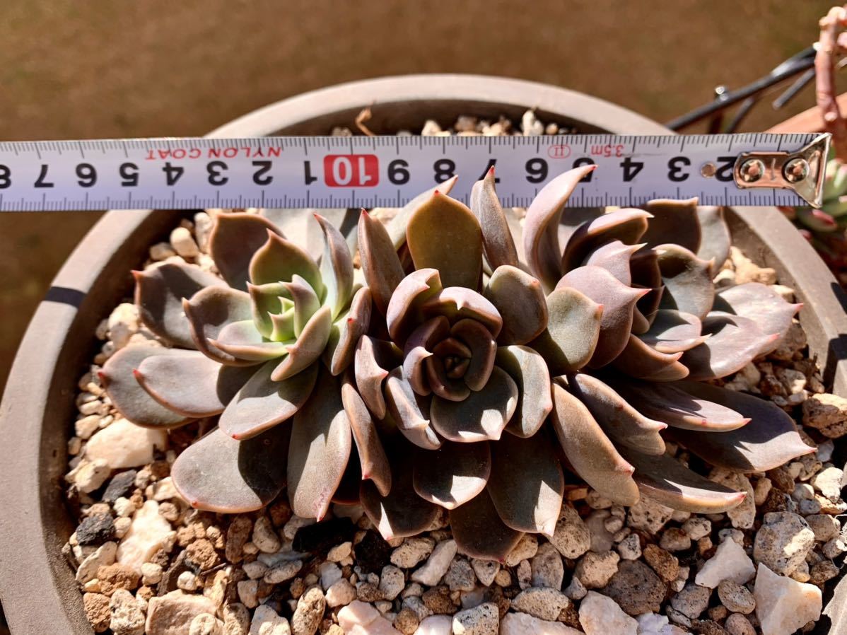 多肉植物 ベンケイソウ科 エケベリア属 マローム 群生 の落札情報詳細 ヤフオク落札価格情報 オークフリー スマートフォン版