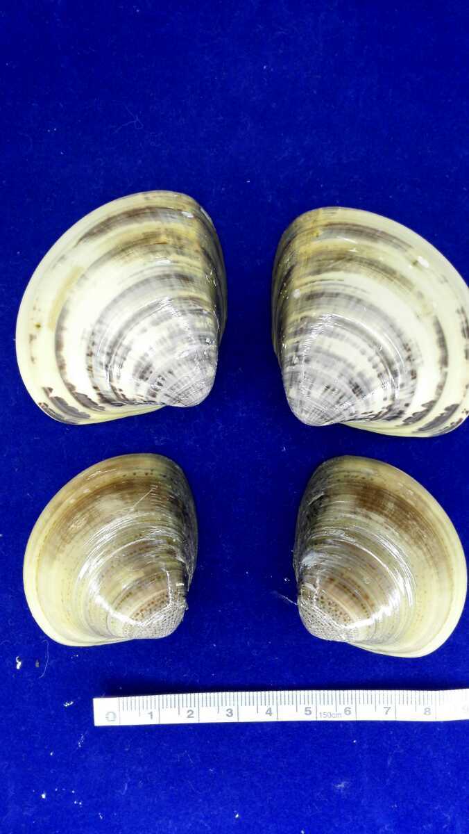 ハマグリ ２重 親子 70 103 貝合わせ 入れ子 貝覆い 蛤 貝殻 標本 東京湾産 手芸 材料 天然 非加熱 素材 置物 の落札情報詳細 ヤフオク落札価格情報 オークフリー スマートフォン版