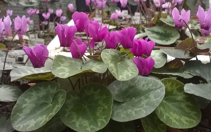 新品 原種シクラメン 種子 C Purpurascens 送料無料 の落札情報詳細 ヤフオク落札価格情報 オークフリー スマートフォン版