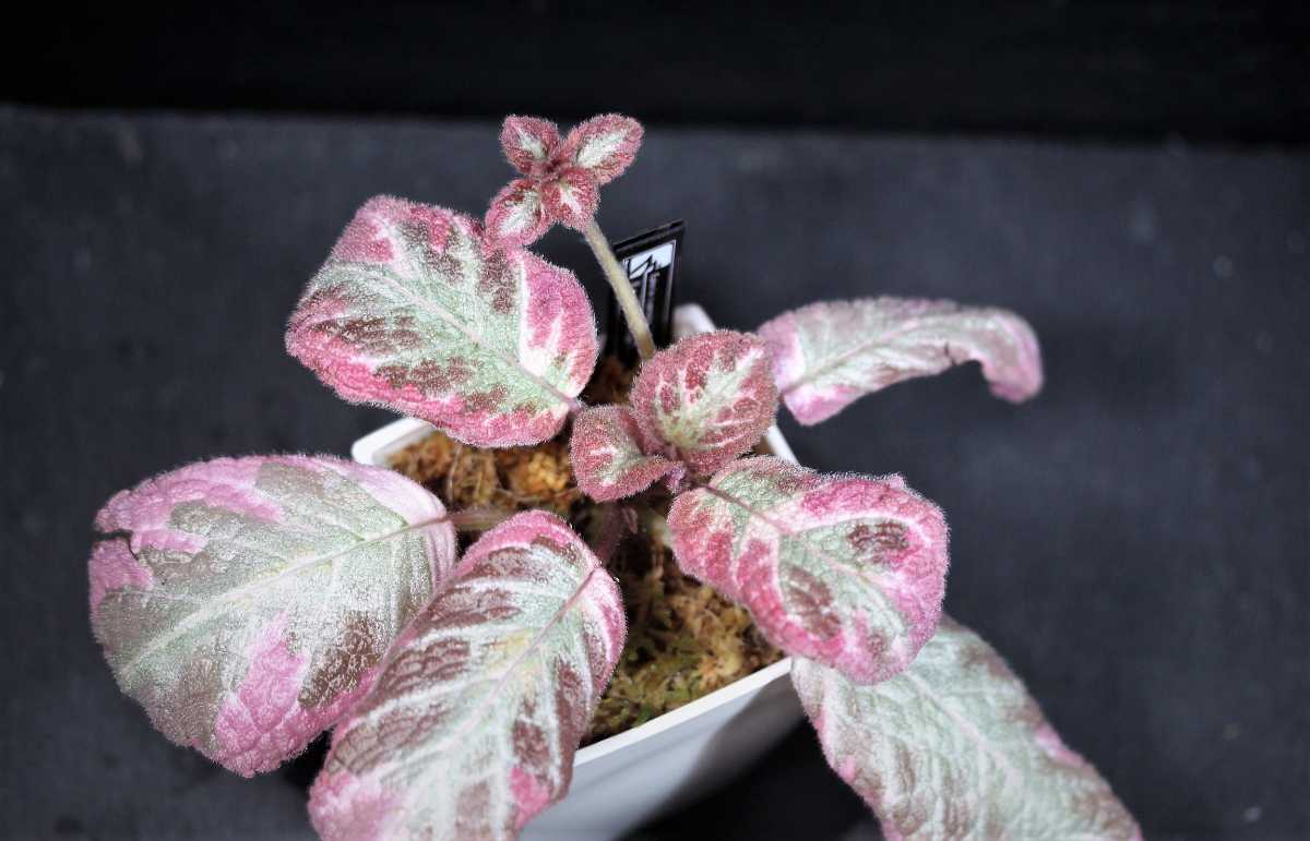 新品 エピスシア クプレアータ クレオパトラ Episcia Cupreata Cleopatra From Colombia の落札情報詳細 ヤフオク落札価格情報 オークフリー スマートフォン版 新品 エピスシア クプレアータ クレオパトラ Episcia Cupreata Cleopatra From Colombia の落札情報詳細 ヤフオク落札価格情報 オークフリー スマートフォン版
