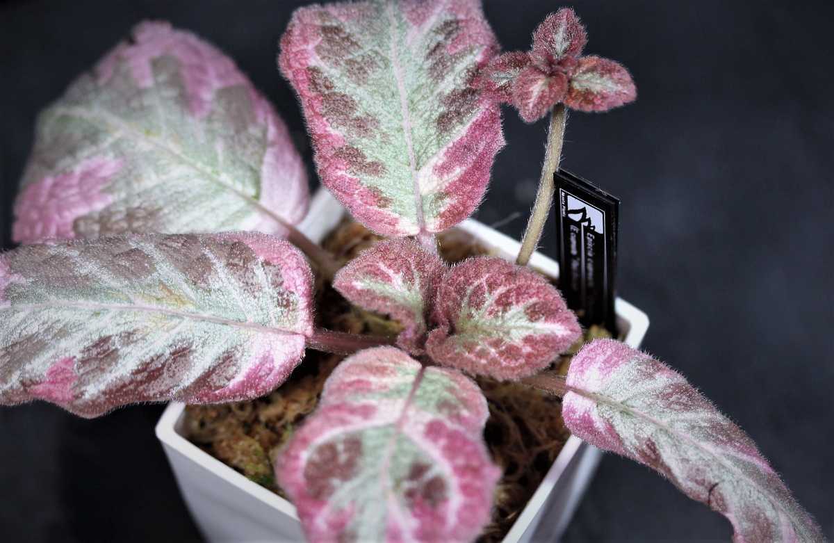 新品 エピスシア クプレアータ クレオパトラ Episcia Cupreata Cleopatra From Colombia の落札情報詳細 ヤフオク落札価格情報 オークフリー スマートフォン版 新品 エピスシア クプレアータ クレオパトラ Episcia Cupreata Cleopatra From Colombia の落札情報詳細 ヤフオク落札価格情報 オークフリー スマートフォン版