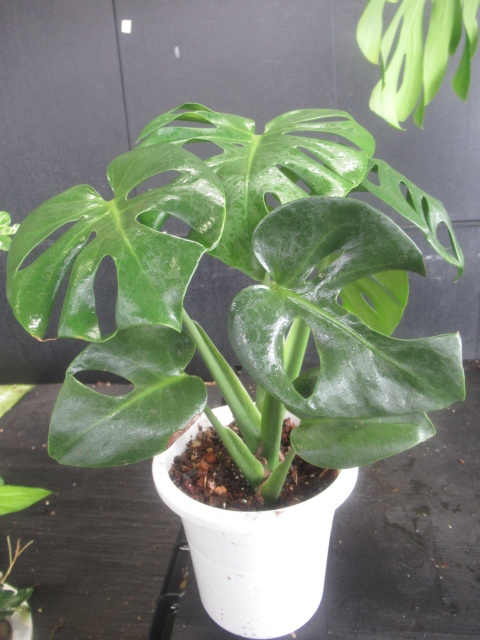 モンステラデリシオーサペパーミント 【公式通販】