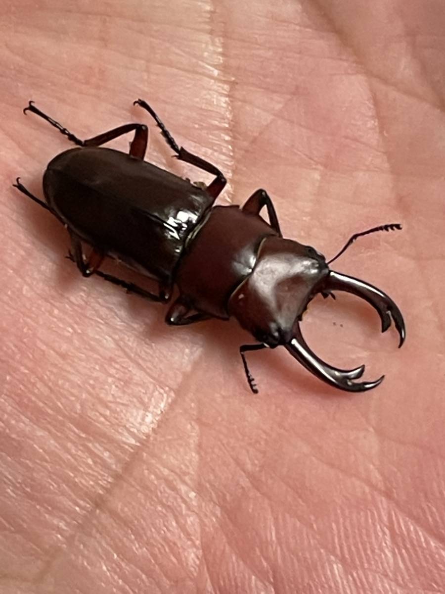 チュチェンセスジ WF2 初二齢幼虫 4頭 追加可能 チュチェン チュチェン