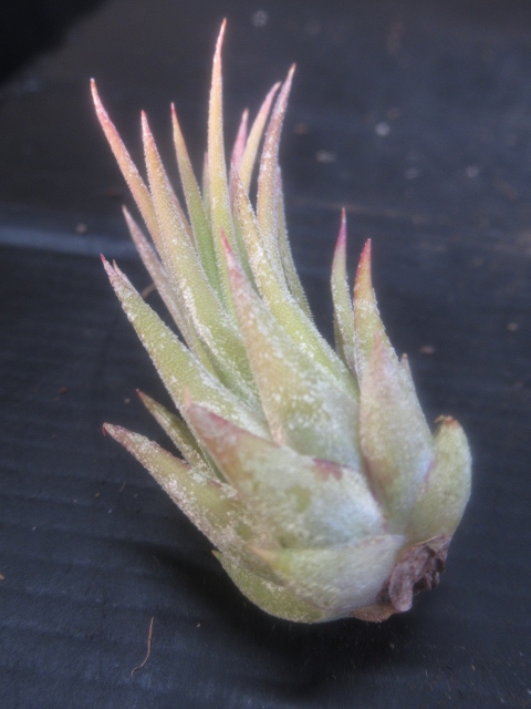 Tillandsia ionantha Hawaiian Lavender KN ティランジア イオナンタ